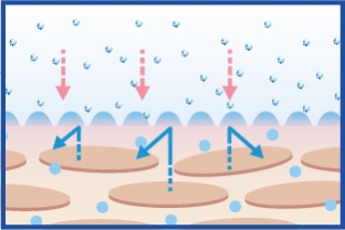Stops moisture evaporation [Initially]
