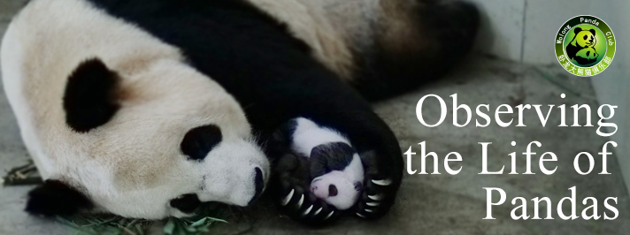 Special Video Report - Delivery of Baby Pandas