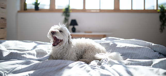 Image of a dog yawning on the bed