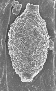 The Mechanism of Fungus Inactivation by nanoe™ Technology Partially Clarified