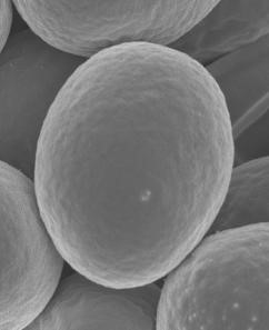 The Mechanism of Fungus Inactivation by nanoe™ Technology Partially Clarified