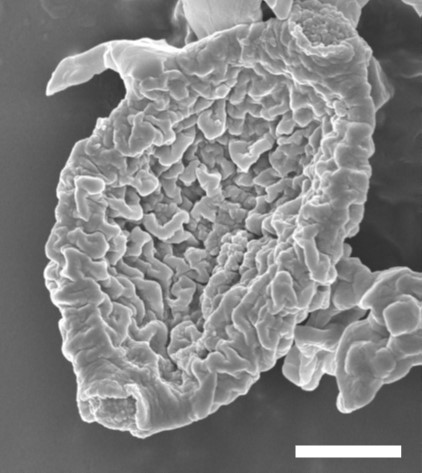 The Mechanism of Fungus Inactivation by nanoe™ Technology Partially Clarified