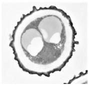 The Mechanism of Fungus Inactivation by nanoe™ Technology Partially Clarified