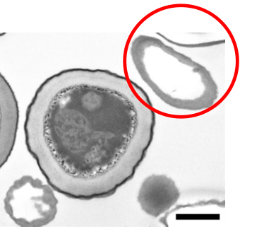 The Mechanism of Fungus Inactivation by nanoe™ Technology Partially Clarified