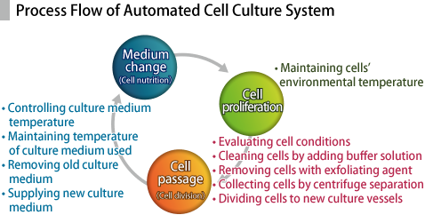 Process Flow of Automated Cell Culture System / 1. Cell proliferation 2. Cell passage (Cell division) 3. Medium change (Cell nutrition)