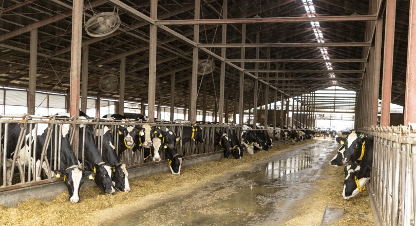 酪農家の牛舎の様子。家畜由来のバイオガスを活用するプロジェクトは 、エネルギーの地産地消を支える意義もあります。