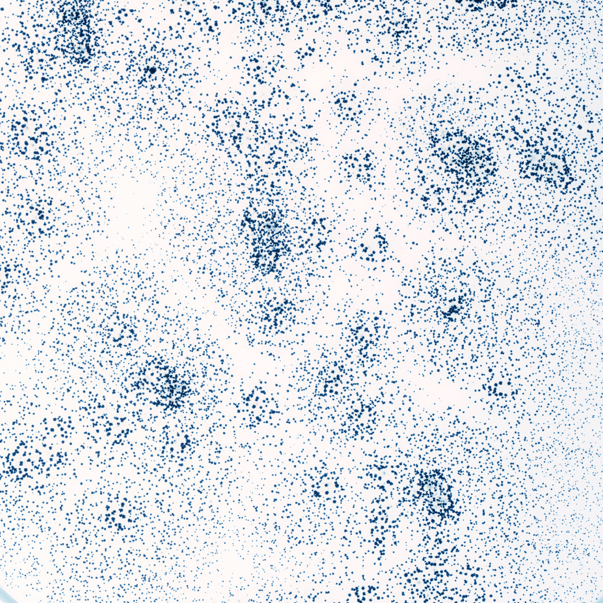 Prevents Mould Growth